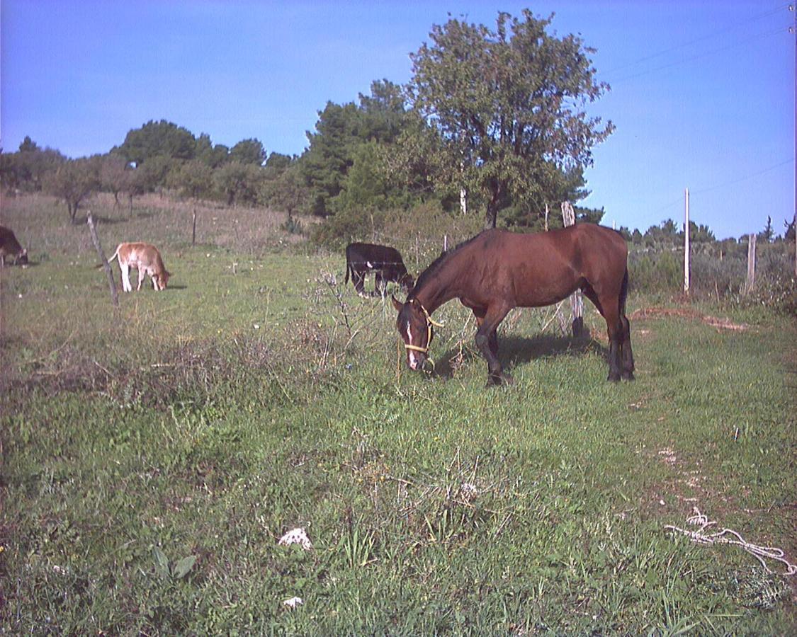 Azienda Agricola Gentile - La Casa Degli Ulivi ヴィエステ エクステリア 写真